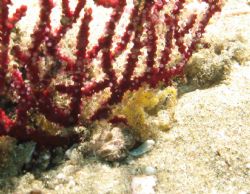 Spider Crab - Bikini Reef - Sodwana Bay - South Africa
C... by Lindsey Smith 